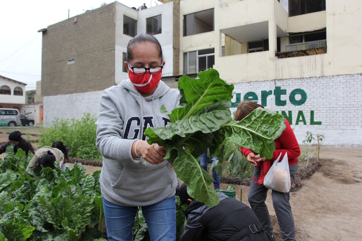 Fotografía publicada por la Municipalidad de La Molina con el comunicado "El programa “Molihuerto” promueve la agricultura urbana en el distrito"