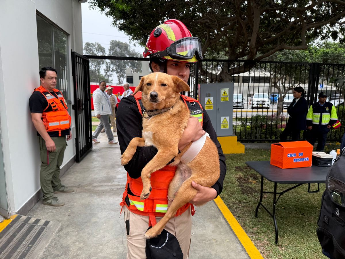 Fotografía publicada por la Municipalidad de La Molina con el comunicado "La Molina realizó simulación de evacuación y rescate de perros durante el Simula"